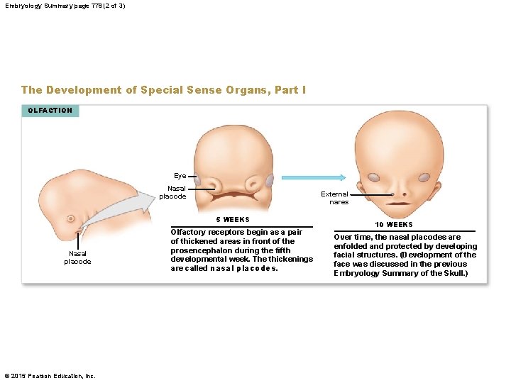 Embryology Summary page 779 (2 of 3) The Development of Special Sense Organs, Part