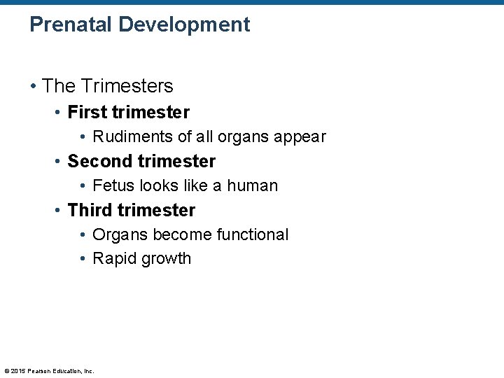 Prenatal Development • The Trimesters • First trimester • Rudiments of all organs appear