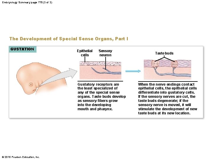 Embryology Summary page 779 (3 of 3) The Development of Special Sense Organs, Part