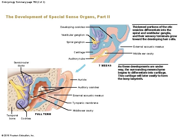 Embryology Summary page 780 (2 of 2) The Development of Special Sense Organs, Part