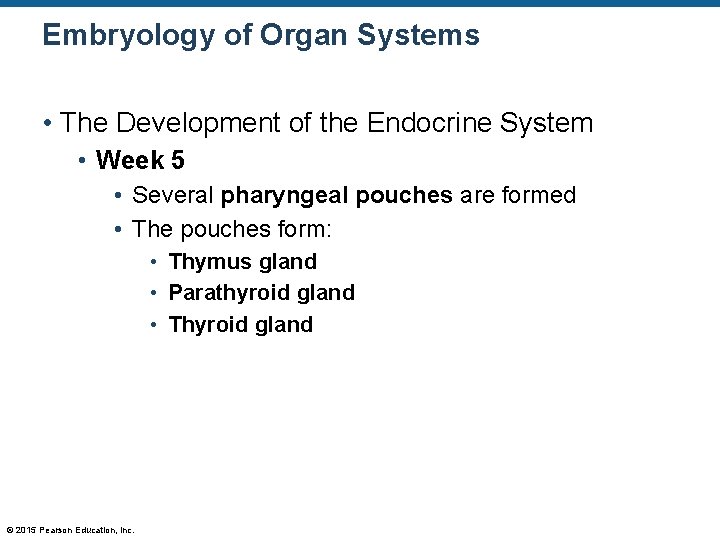 Embryology of Organ Systems • The Development of the Endocrine System • Week 5