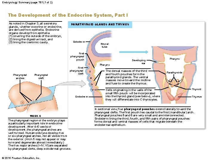 Embryology Summary page 781 (1 of 2) The Development of the Endocrine System, Part