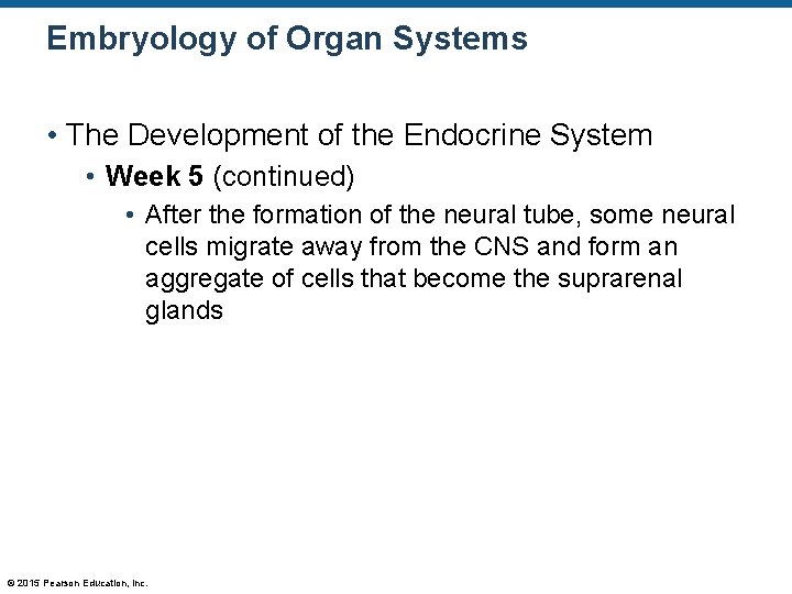 Embryology of Organ Systems • The Development of the Endocrine System • Week 5