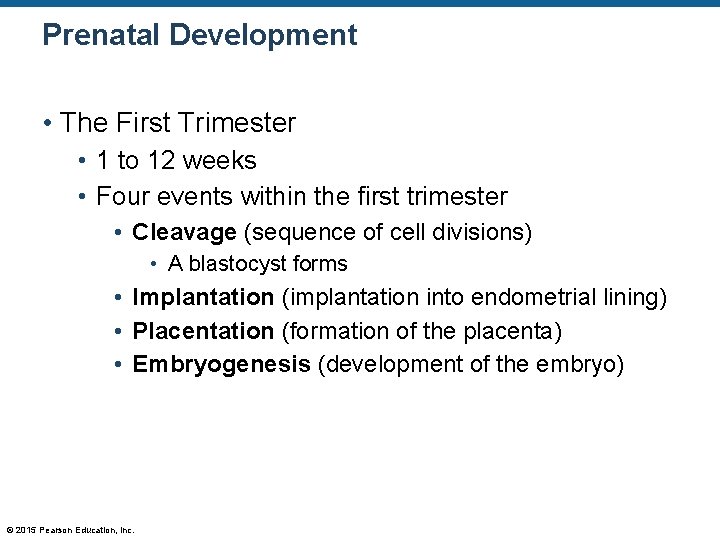 Prenatal Development • The First Trimester • 1 to 12 weeks • Four events