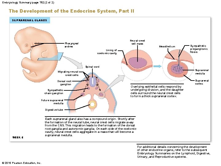 Embryology Summary page 782 (2 of 2) The Development of the Endocrine System, Part