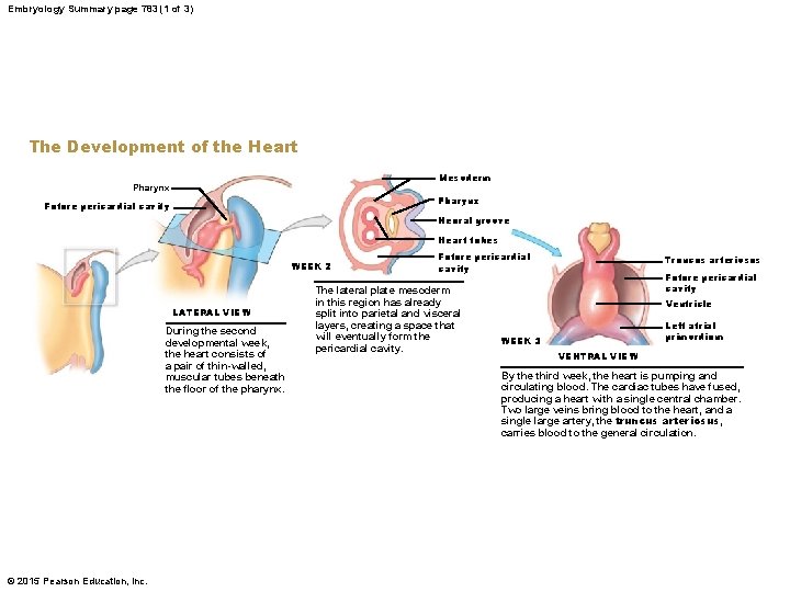 Embryology Summary page 783 (1 of 3) The Development of the Heart Mesoderm Pharynx