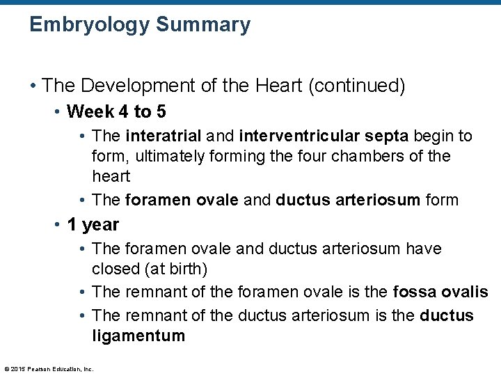 Embryology Summary • The Development of the Heart (continued) • Week 4 to 5