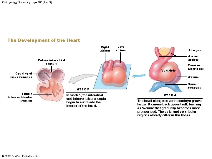 Embryology Summary page 783 (2 of 3) The Development of the Heart Right atrium