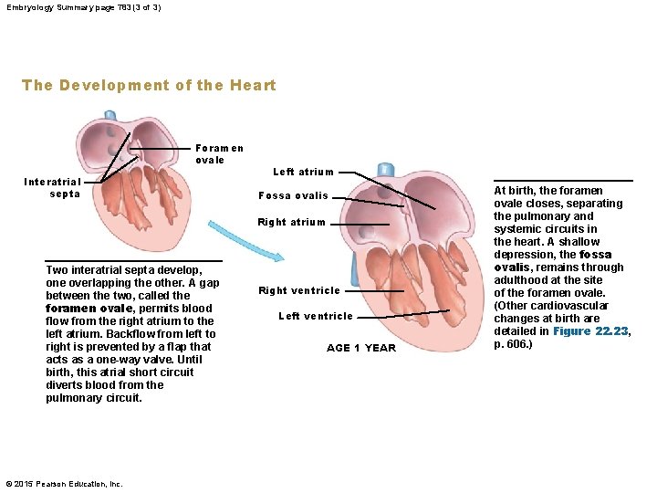 Embryology Summary page 783 (3 of 3) The Development of the Heart Foramen ovale