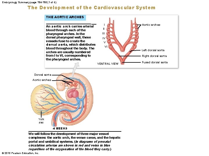 Embryology Summary page 784 -785 (1 of 6) The Development of the Cardiovascular System
