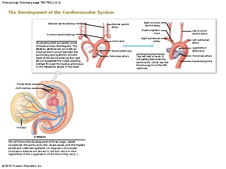 Embryology Summary page 784 -785 (2 of 6) The Development of the Cardiovascular System