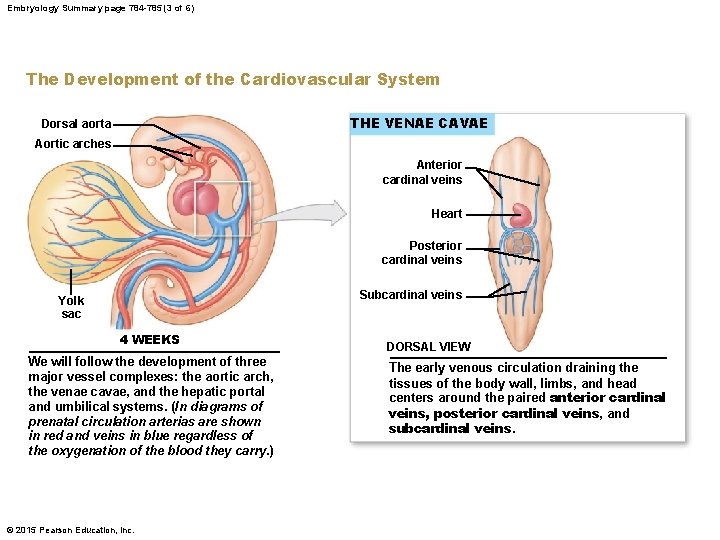 Embryology Summary page 784 -785 (3 of 6) The Development of the Cardiovascular System