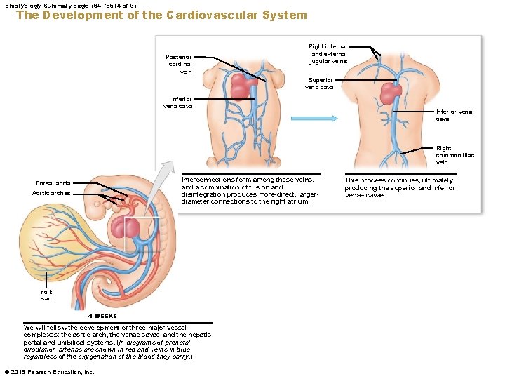 Embryology Summary page 784 -785 (4 of 6) The Development of the Cardiovascular System