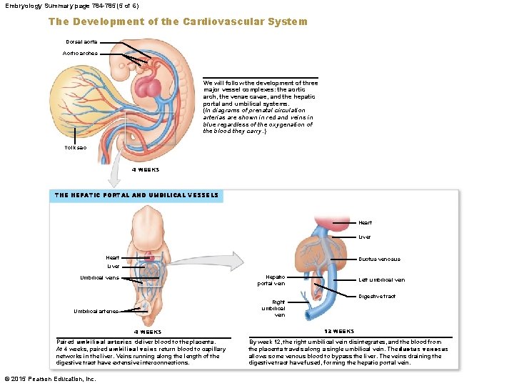 Embryology Summary page 784 -785 (5 of 6) The Development of the Cardiovascular System