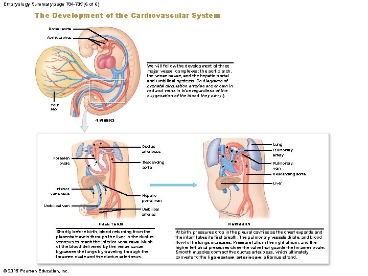 Embryology Summary page 784 -785 (6 of 6) The Development of the Cardiovascular System