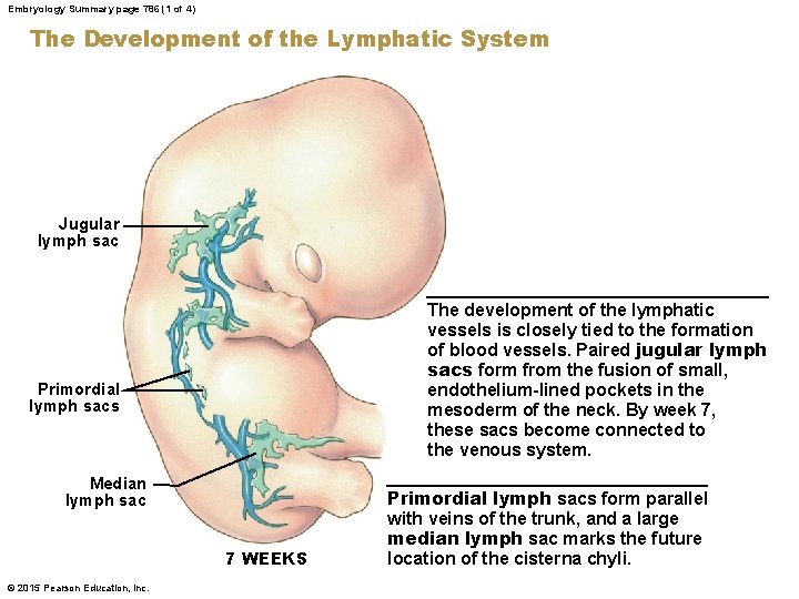Embryology Summary page 786 (1 of 4) The Development of the Lymphatic System Jugular