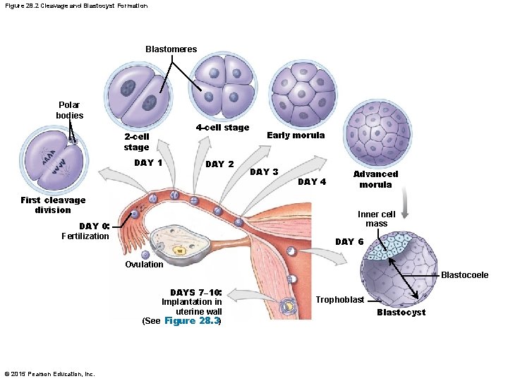 Figure 28. 2 Cleavage and Blastocyst Formation Blastomeres Polar bodies 2 -cell stage DAY