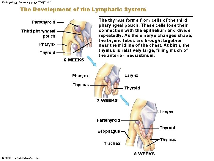 Embryology Summary page 786 (2 of 4) The Development of the Lymphatic System Parathyroid