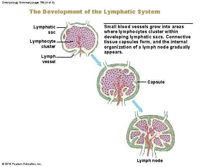 Embryology Summary page 786 (4 of 4) The Development of the Lymphatic System Lymphatic
