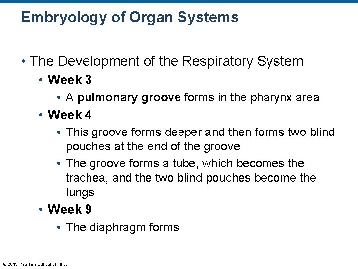 Embryology of Organ Systems • The Development of the Respiratory System • Week 3