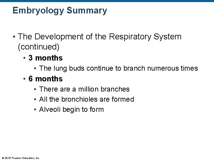 Embryology Summary • The Development of the Respiratory System (continued) • 3 months •