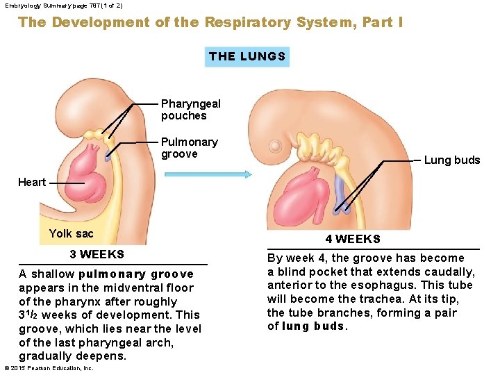 Embryology Summary page 787 (1 of 2) The Development of the Respiratory System, Part