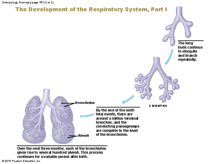 Embryology Summary page 787 (2 of 2) The Development of the Respiratory System, Part