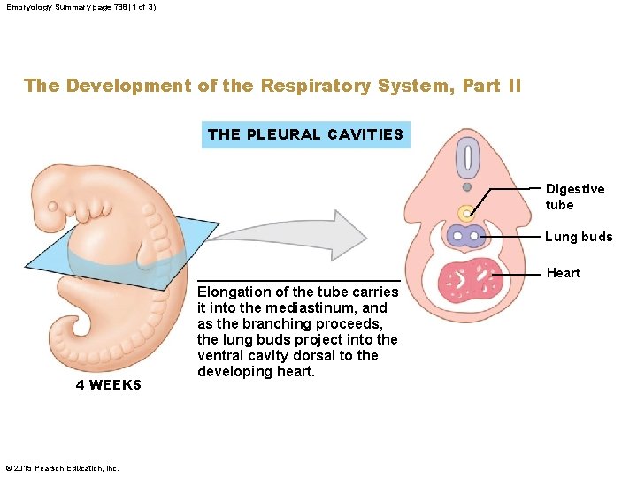 Embryology Summary page 788 (1 of 3) The Development of the Respiratory System, Part