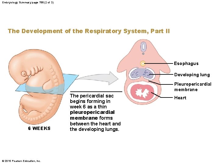 Embryology Summary page 788 (2 of 3) The Development of the Respiratory System, Part