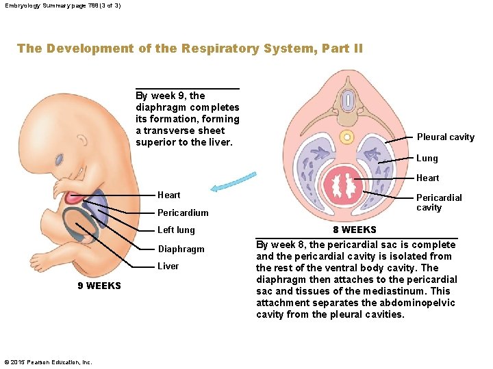 Embryology Summary page 788 (3 of 3) The Development of the Respiratory System, Part