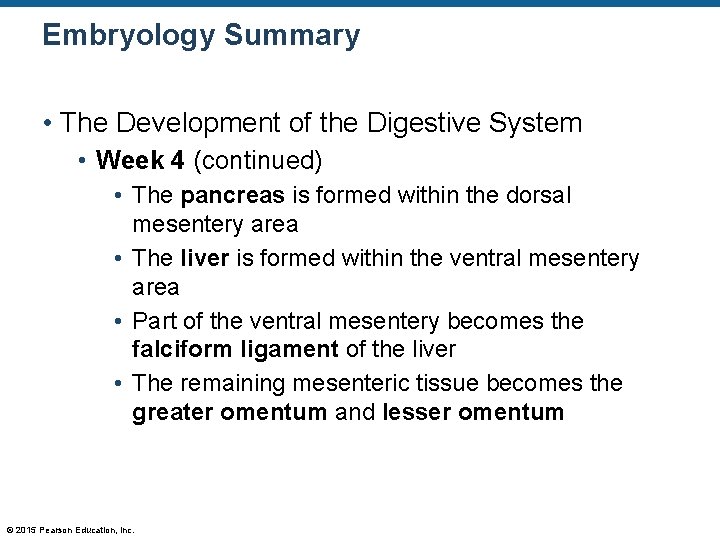 Embryology Summary • The Development of the Digestive System • Week 4 (continued) •