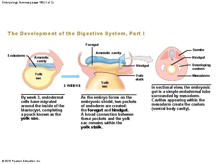 Embryology Summary page 789 (1 of 3) The Development of the Digestive System, Part