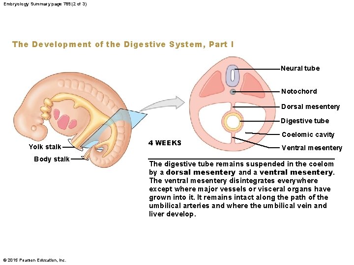 Embryology Summary page 789 (2 of 3) The Development of the Digestive System, Part