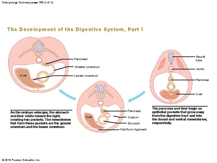 Embryology Summary page 789 (3 of 3) The Development of the Digestive System, Part