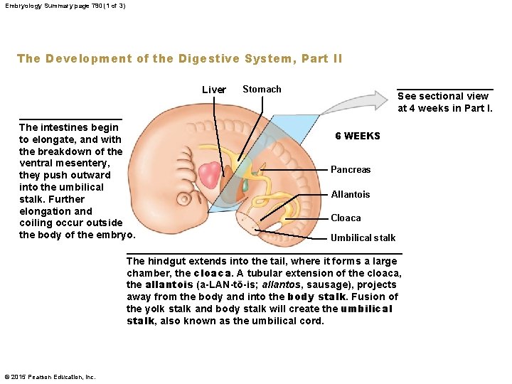 Embryology Summary page 790 (1 of 3) The Development of the Digestive System, Part