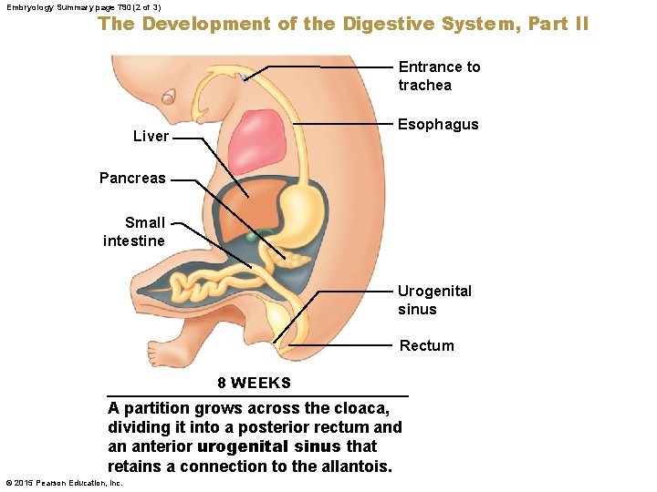 Embryology Summary page 790 (2 of 3) The Development of the Digestive System, Part