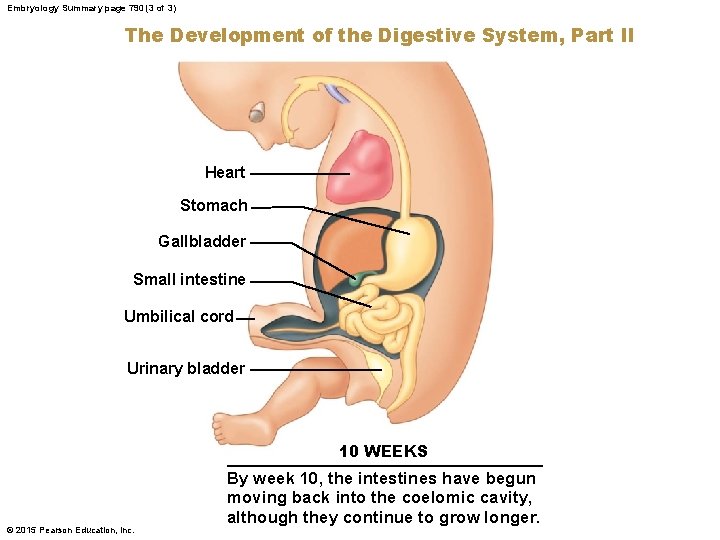 Embryology Summary page 790 (3 of 3) The Development of the Digestive System, Part