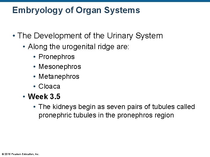 Embryology of Organ Systems • The Development of the Urinary System • Along the