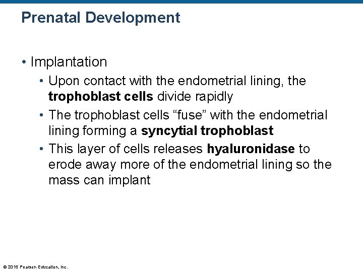 Prenatal Development • Implantation • Upon contact with the endometrial lining, the trophoblast cells
