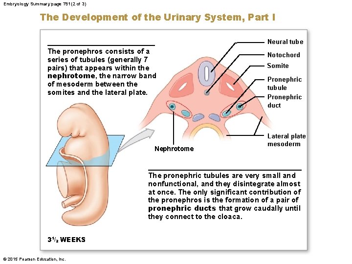 Embryology Summary page 791 (2 of 3) The Development of the Urinary System, Part
