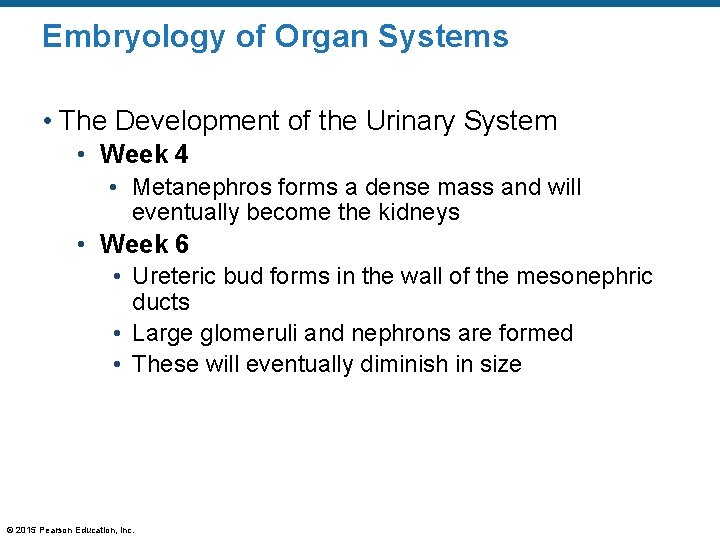 Embryology of Organ Systems • The Development of the Urinary System • Week 4