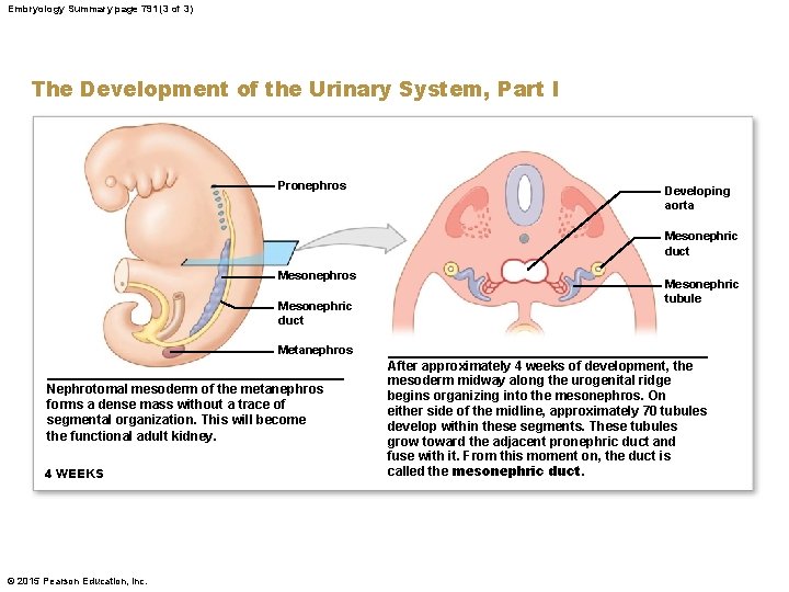 Embryology Summary page 791 (3 of 3) The Development of the Urinary System, Part