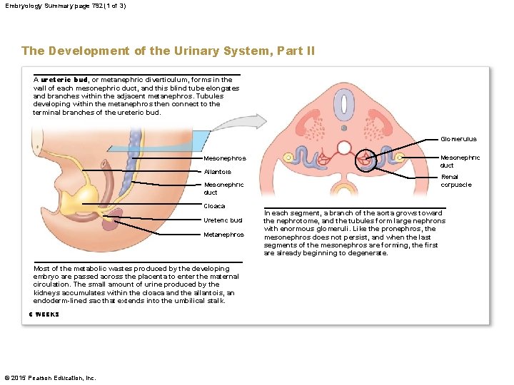 Embryology Summary page 792 (1 of 3) The Development of the Urinary System, Part