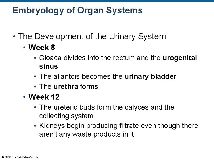 Embryology of Organ Systems • The Development of the Urinary System • Week 8