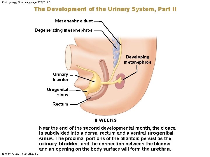 Embryology Summary page 792 (2 of 3) The Development of the Urinary System, Part