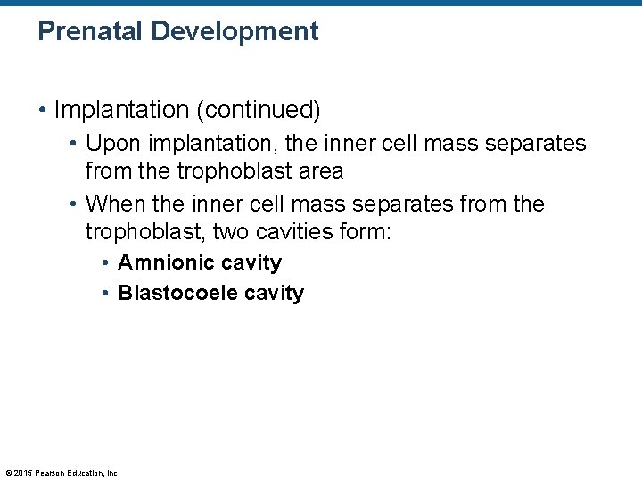 Prenatal Development • Implantation (continued) • Upon implantation, the inner cell mass separates from