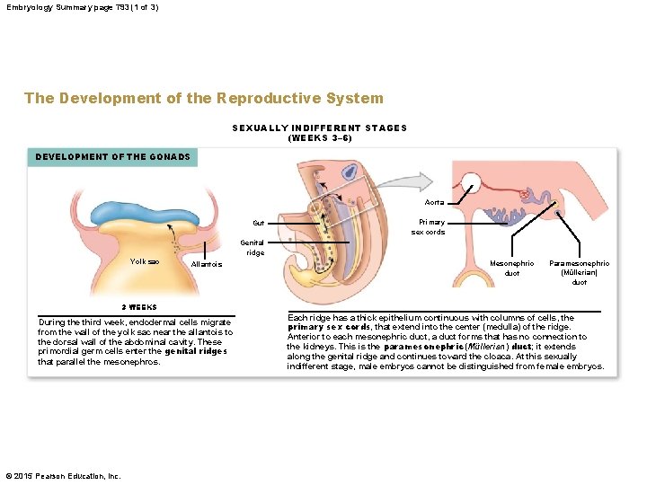 Embryology Summary page 793 (1 of 3) The Development of the Reproductive System SEXUALLY