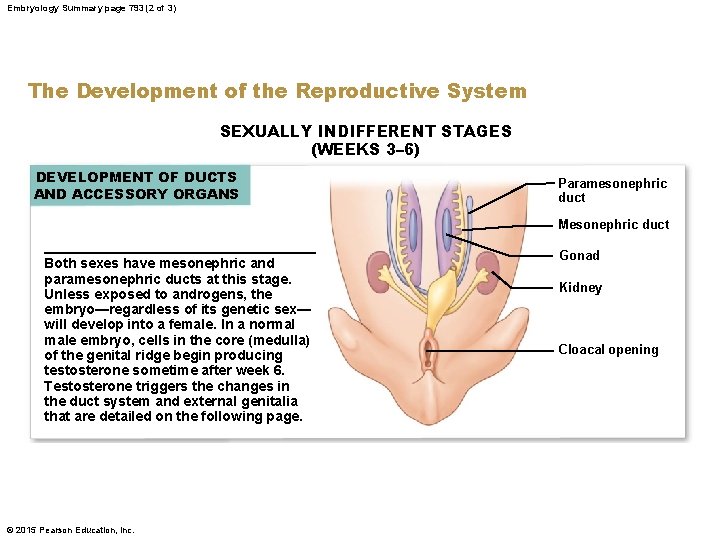Embryology Summary page 793 (2 of 3) The Development of the Reproductive System SEXUALLY