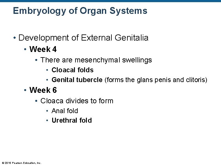 Embryology of Organ Systems • Development of External Genitalia • Week 4 • There