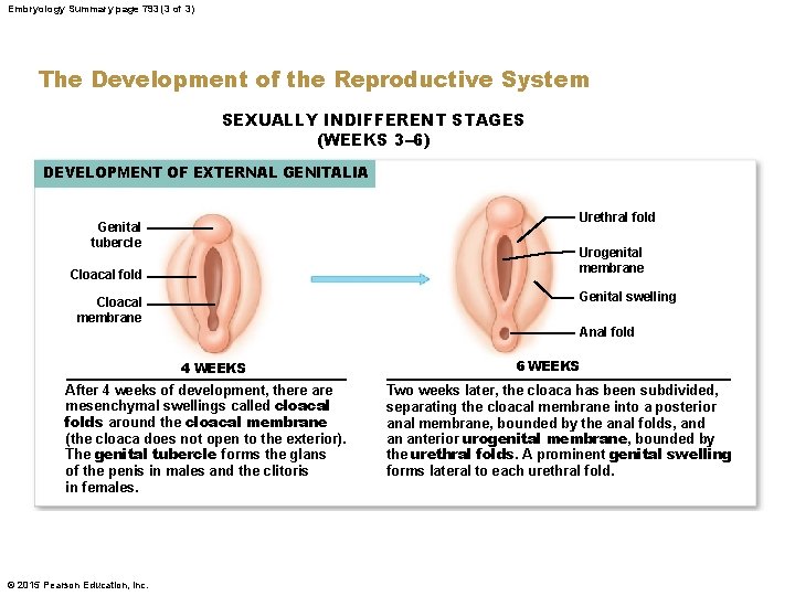 Embryology Summary page 793 (3 of 3) The Development of the Reproductive System SEXUALLY